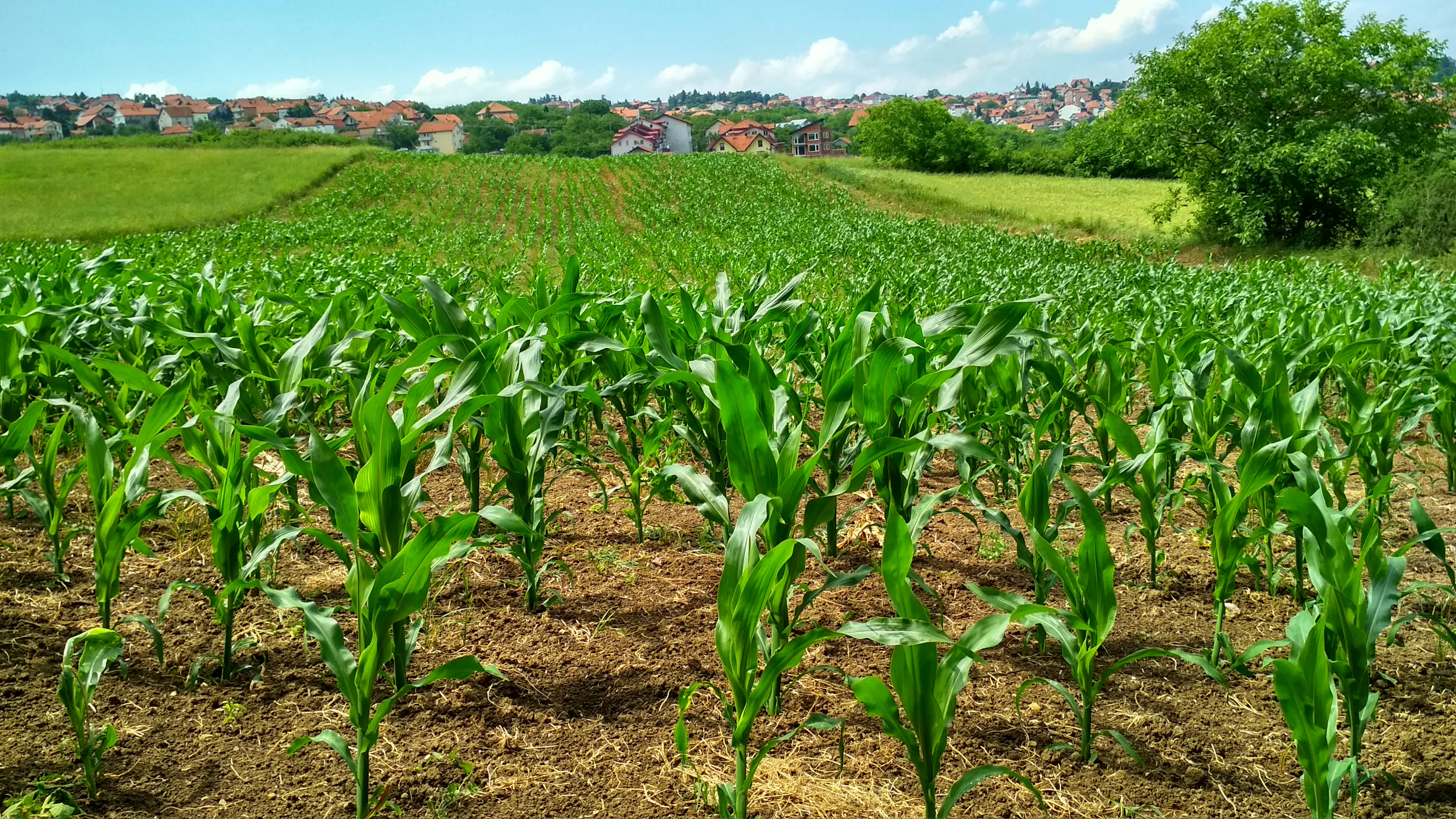 Farm management dashboard on tablet in agricultural field