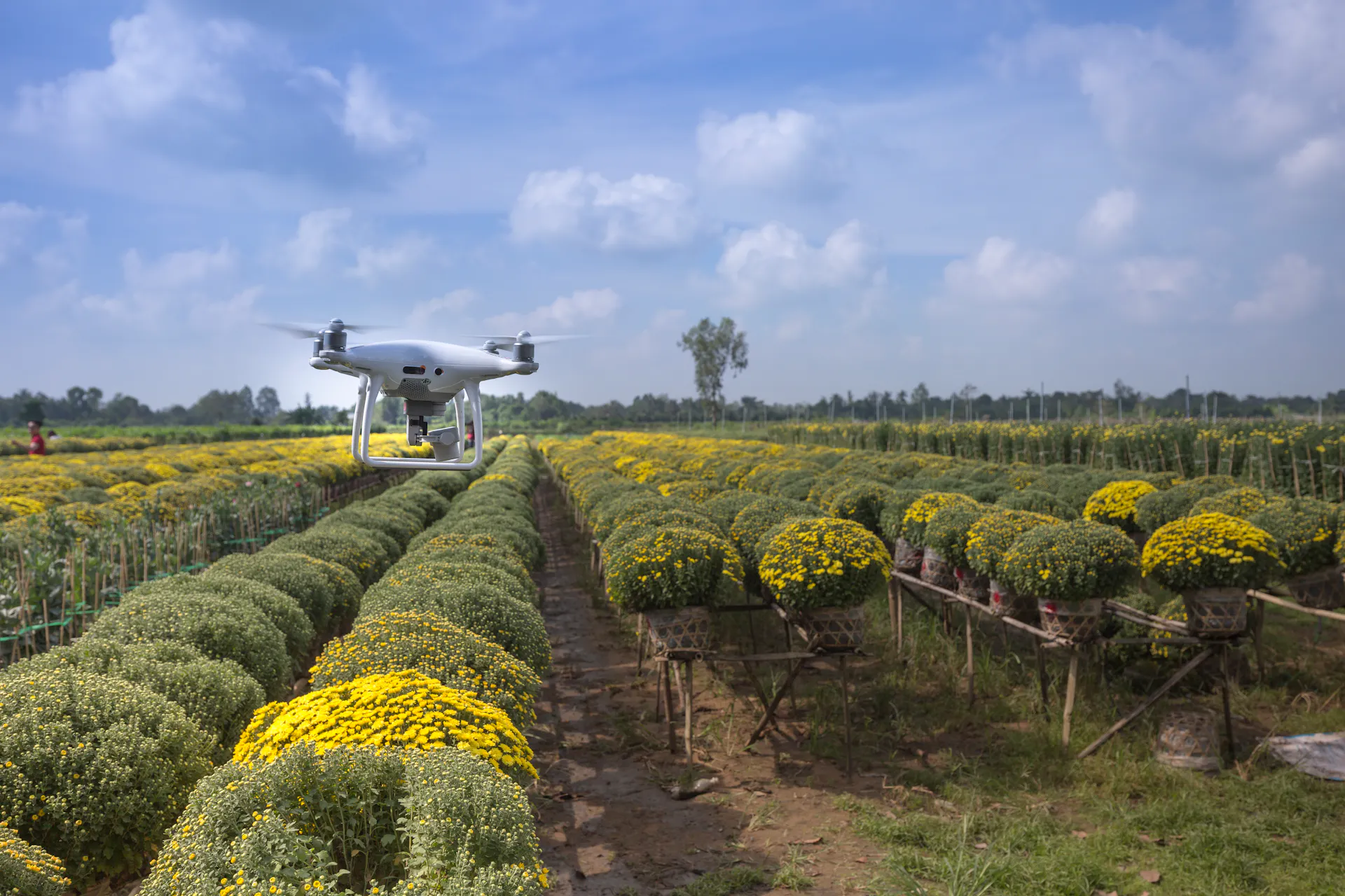 Aerial view of green agricultural fields at sunset